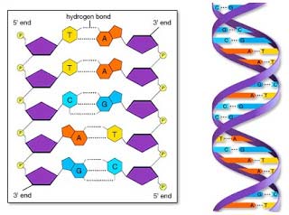 celulas_adn
